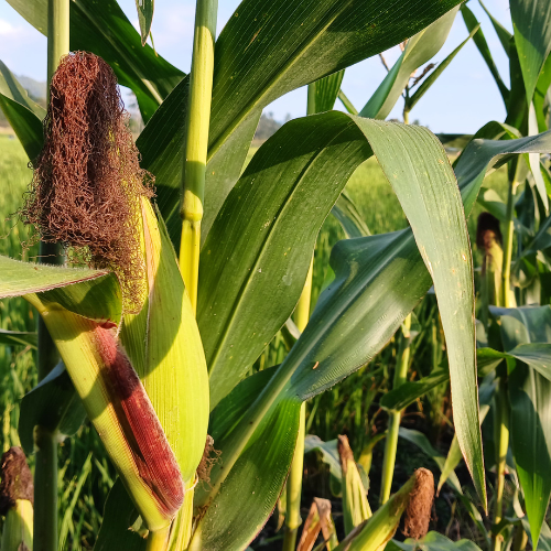 farm harvest